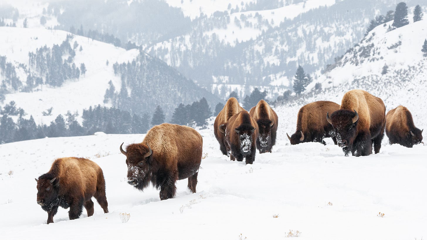 Herd of bison in Yellowstone winter Herd of bison in Yellowstone winter