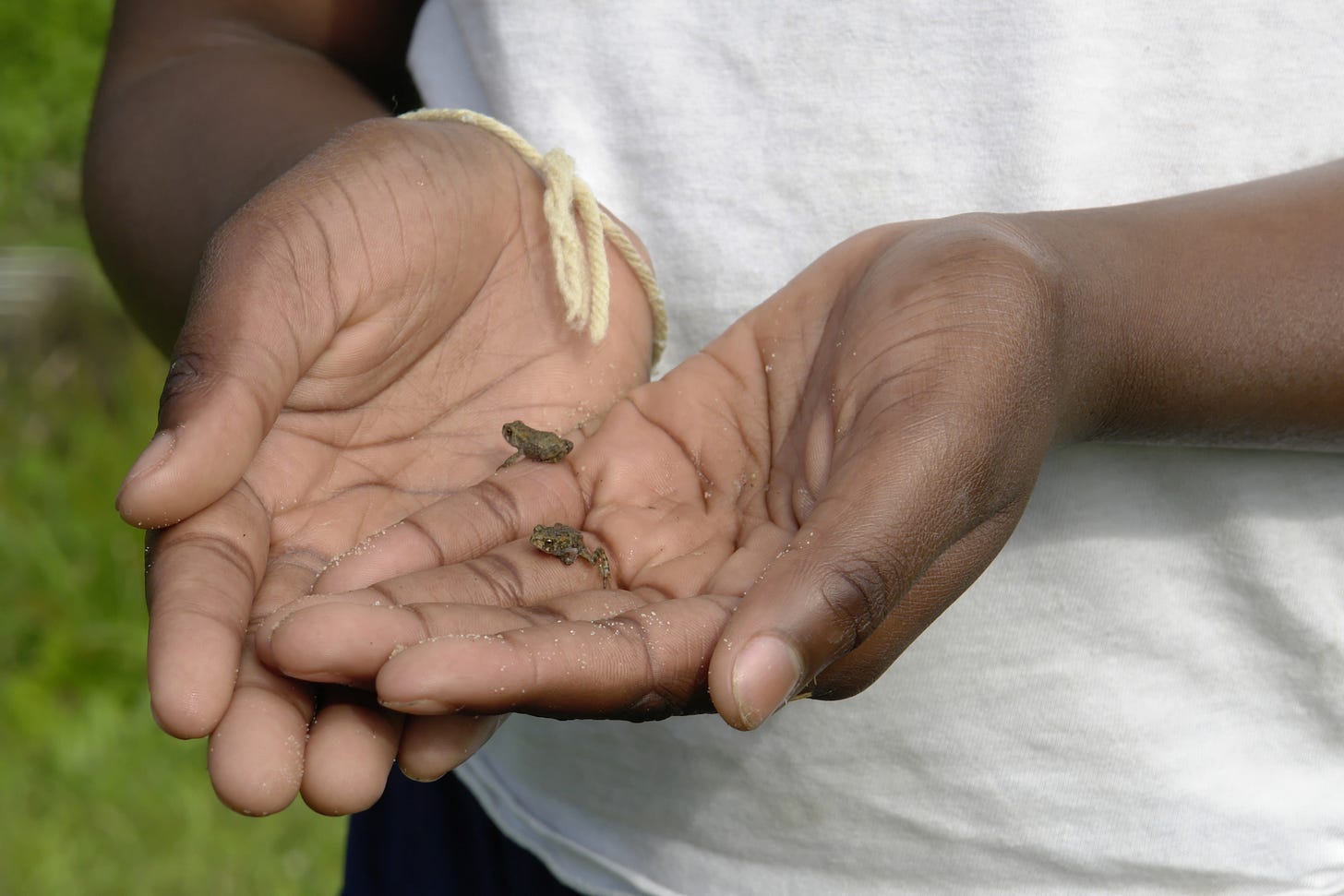 two spring peepers in a child’s hands