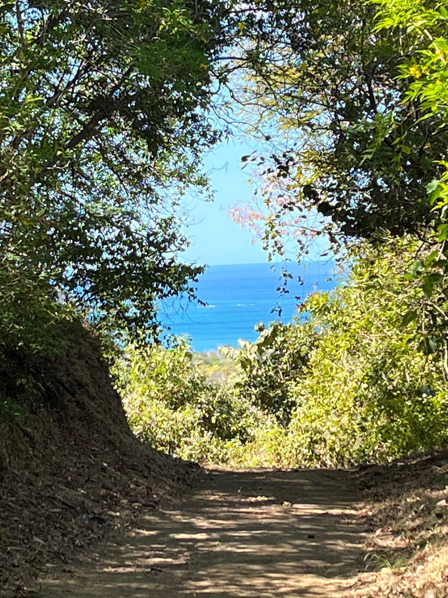 Walking trail with trees on both sides and ocean in background