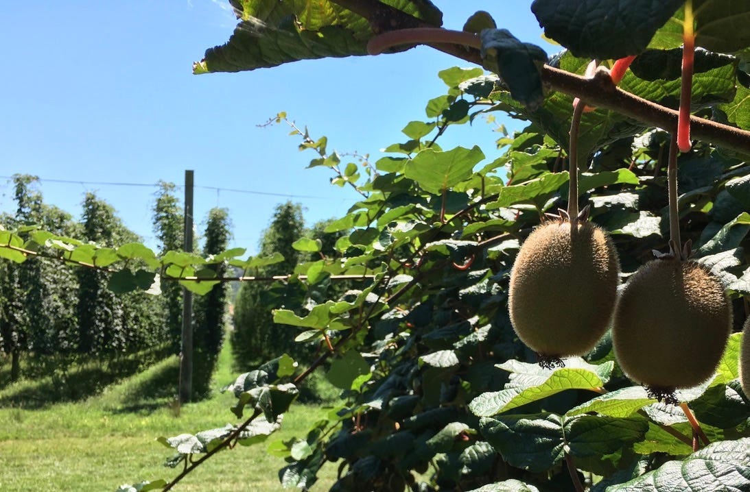 A close-up of a fruit on a tree

Description automatically generated