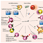 Antimicrobial peptide LL37, Niacinamide and SARS-CoV-2
