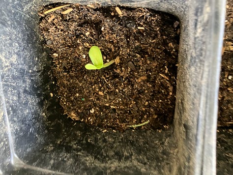 Pumpkins, tomatoes, sunflowers, peppers, and other seeds growing in pots