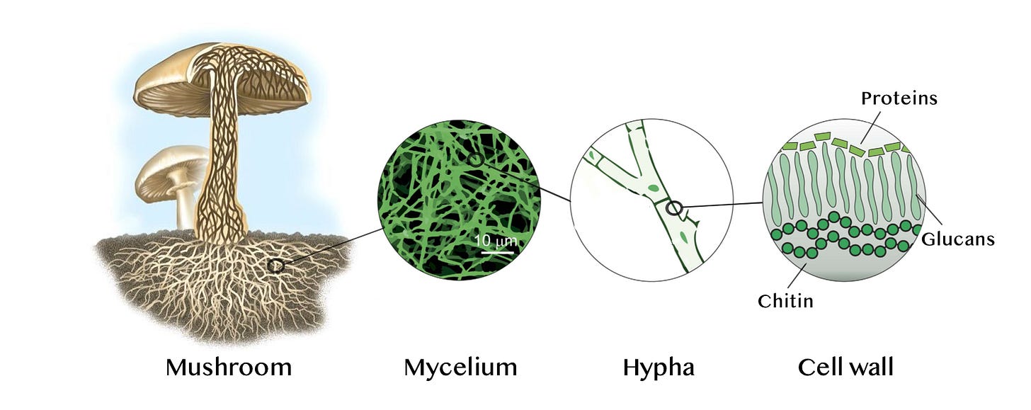 Image result for mycelium nature schematic Image result for mycelium nature schematic