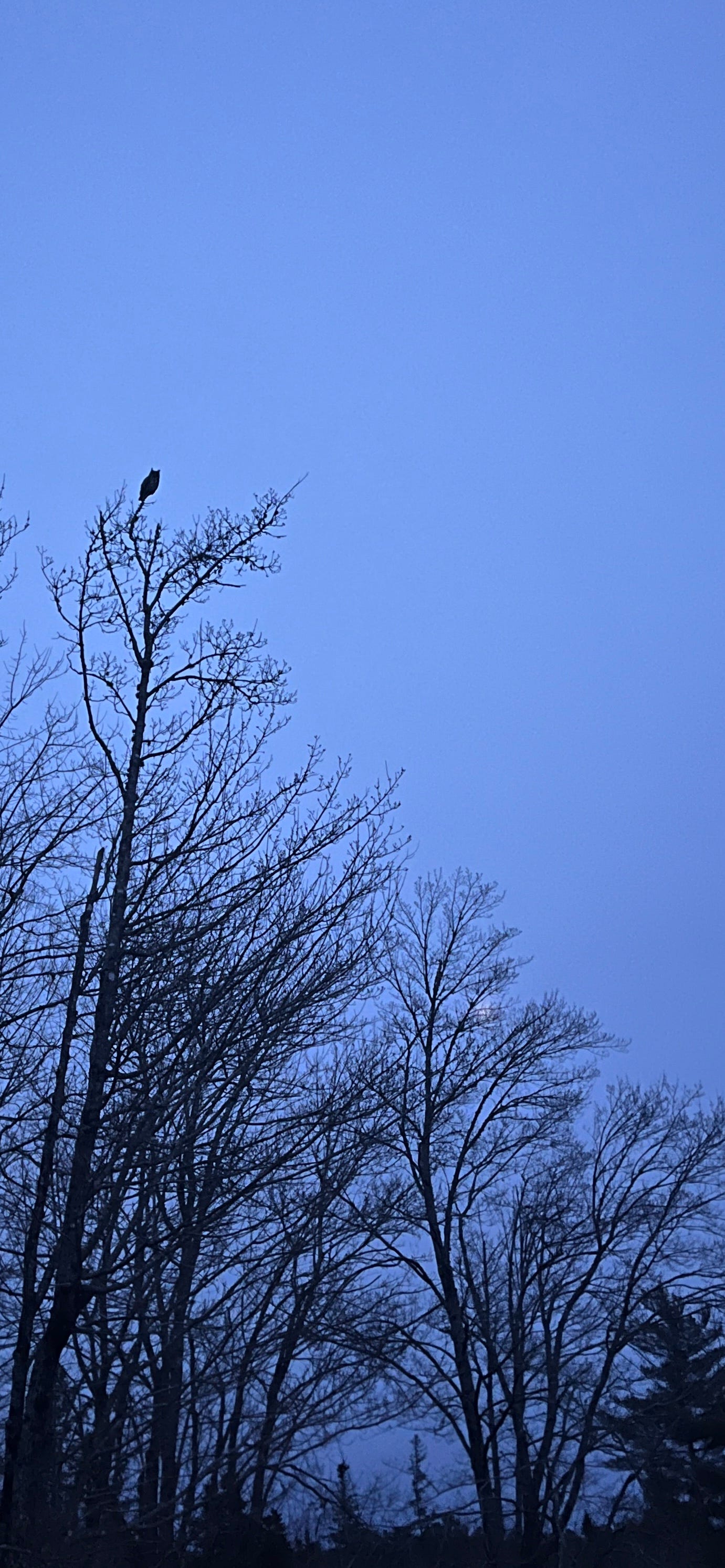 great-horned owl full moon great-horned owl full moon