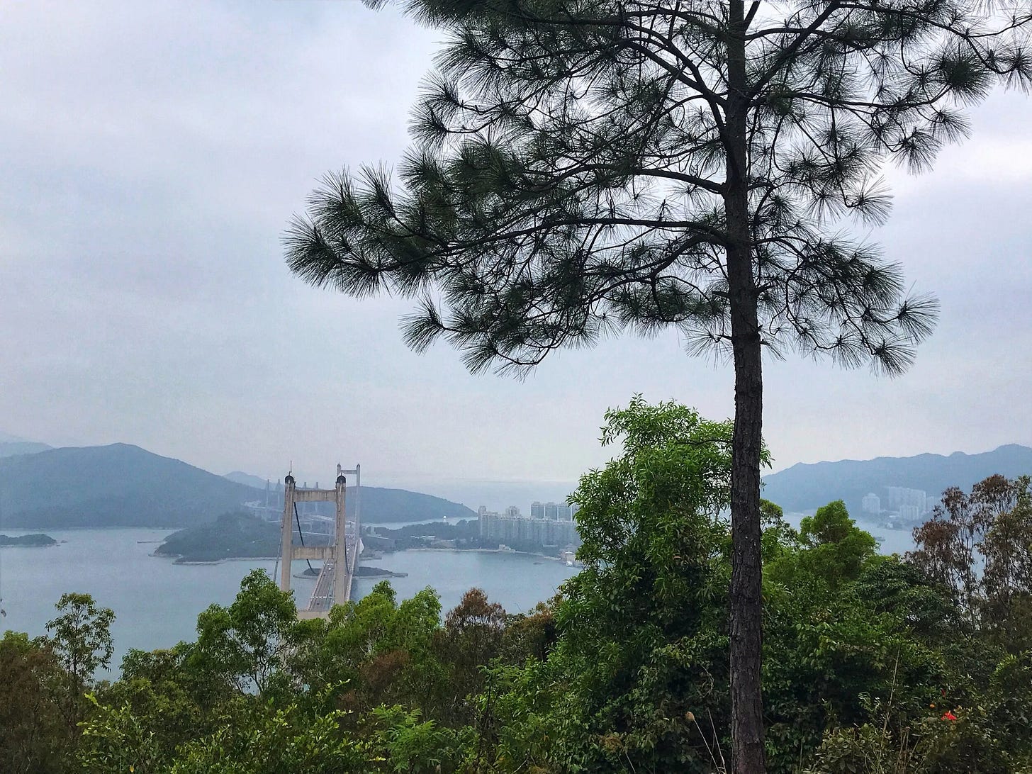  Tsing Ma Bridge views from Tsing Yi Nature Trail 