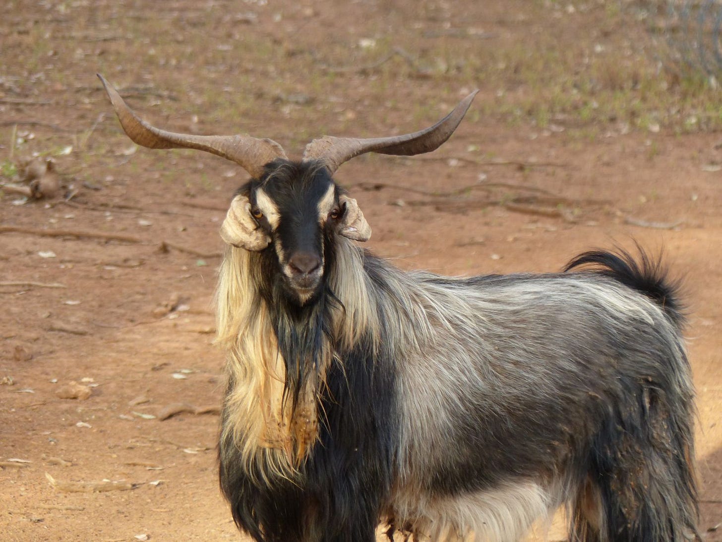 Goat (feral or wild) | Established pest animal species | Pest animals |  Biosecurity | Agriculture Victoria