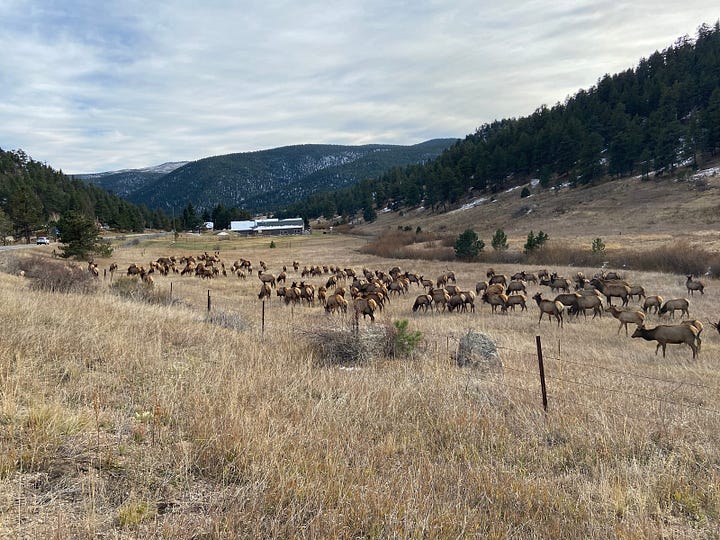 Photos of wildlife around Estes Prk, Colorado