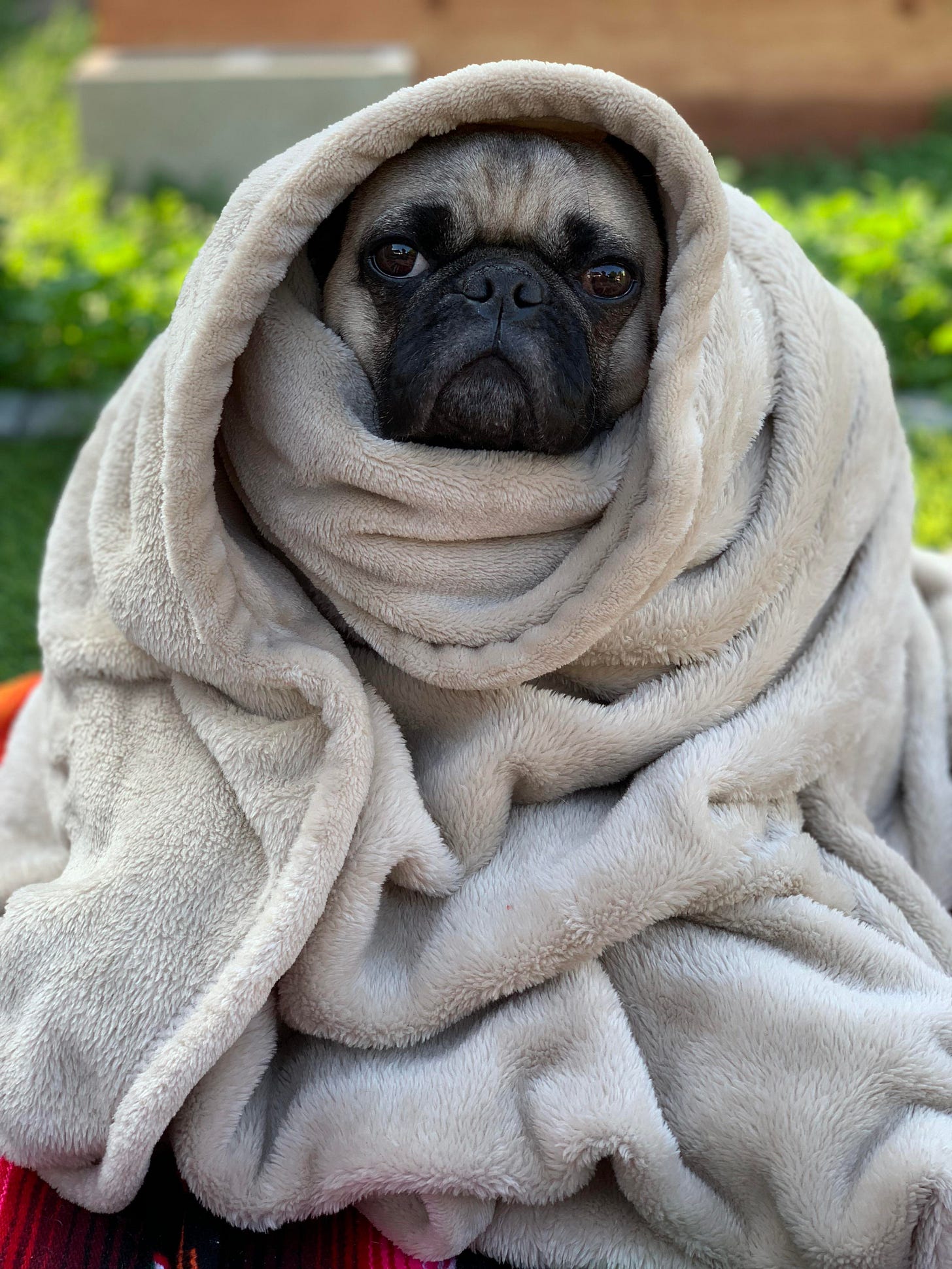 Obi loves being wrapped in his blanket that is the same color as his fur  making him look like a pile of goo with a face. : r/pugs