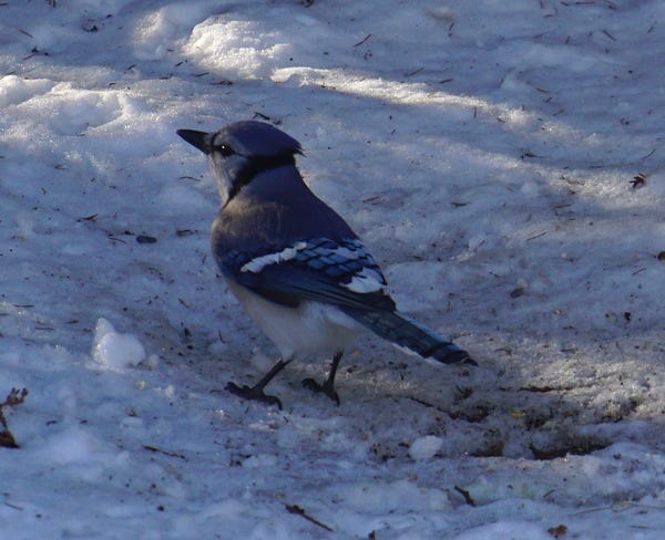 Snow day is for the birds and us, too (Credit: Lance Ulanoff)