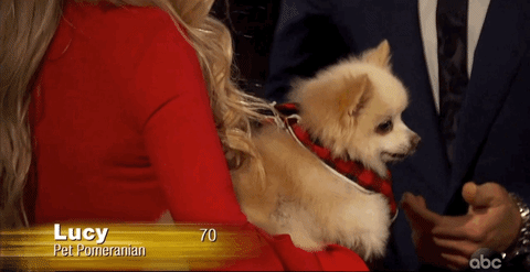 Episode 1 Abc GIF by The Bachelor