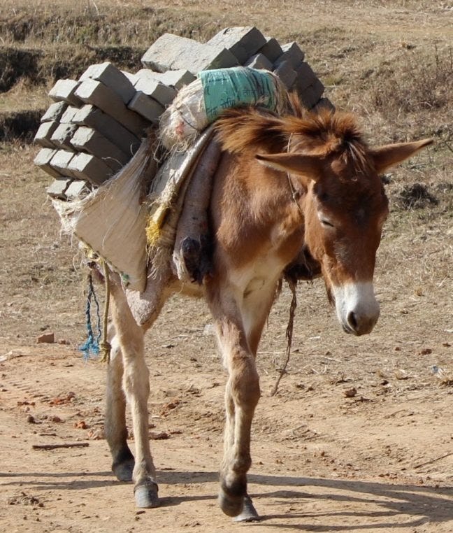 A Walk Across Australia to Help Working Animals
