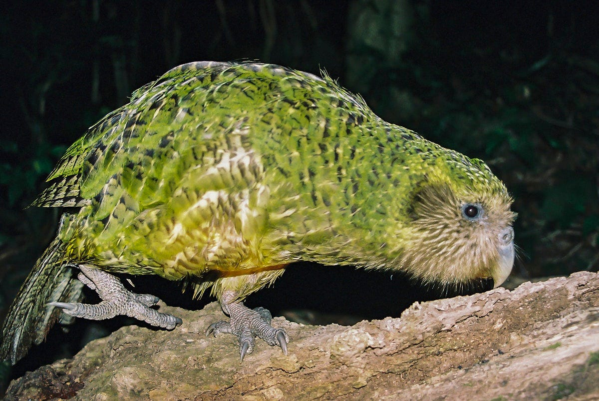 Kākāpō | Kakapo | New Zealand Birds Online