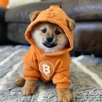Dog (Bitcoin) price today, DOG to USD live price, marketcap and chart |  CoinMarketCap