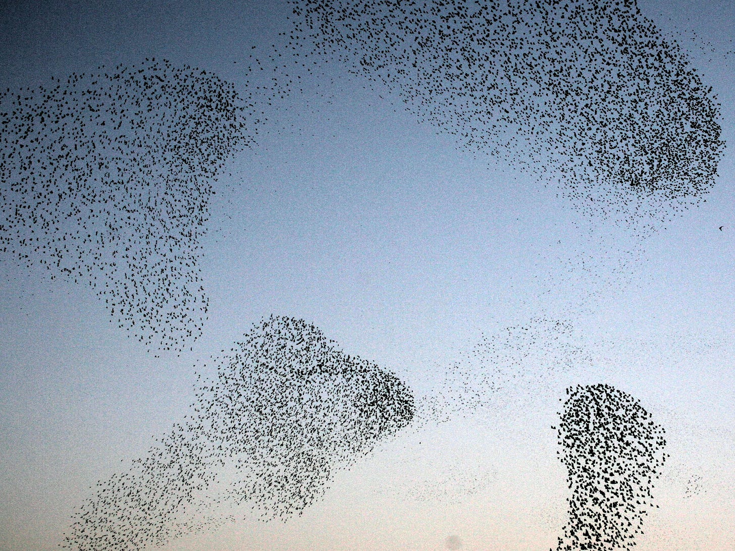 How bird flocks are like liquid helium | Science | AAAS