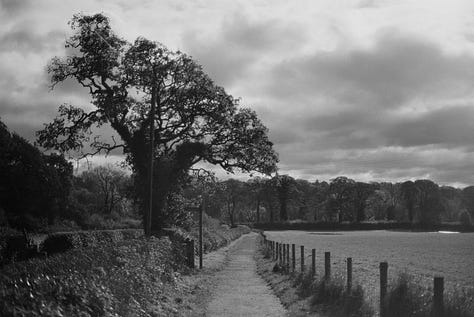 Three black and white images incoporating nature (trees and plants) and human constructions (gates in the first, a fence in the second and a series of benches in the third). The images show the contrasts of light and dark using shadows, and the links between past, present and future with the use of leading lines.