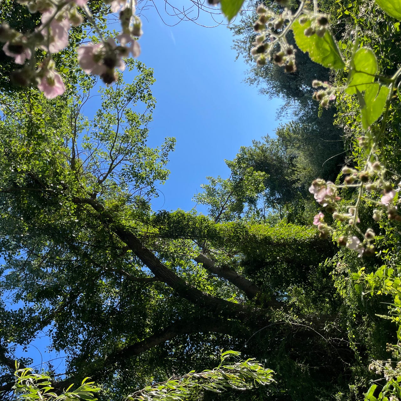 welcome to the garden 