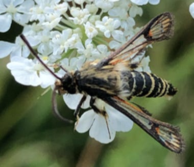 Six-belted Clearwing (Bembecia ichneumoniformis)