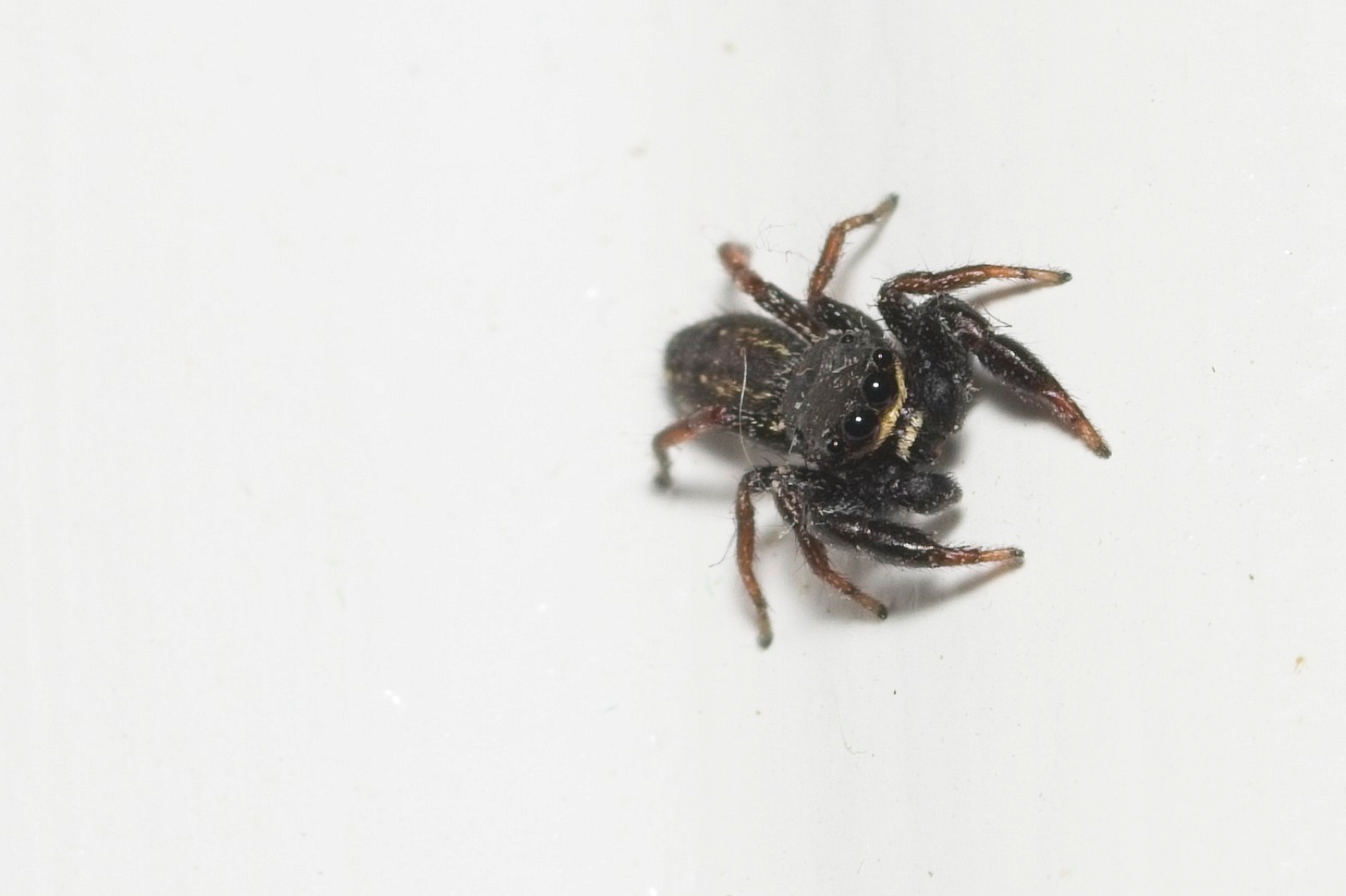 A brown jumping spider with a fuzzy body and large, shiny eyes