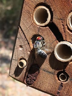 a bee hovering near a piece of wood.