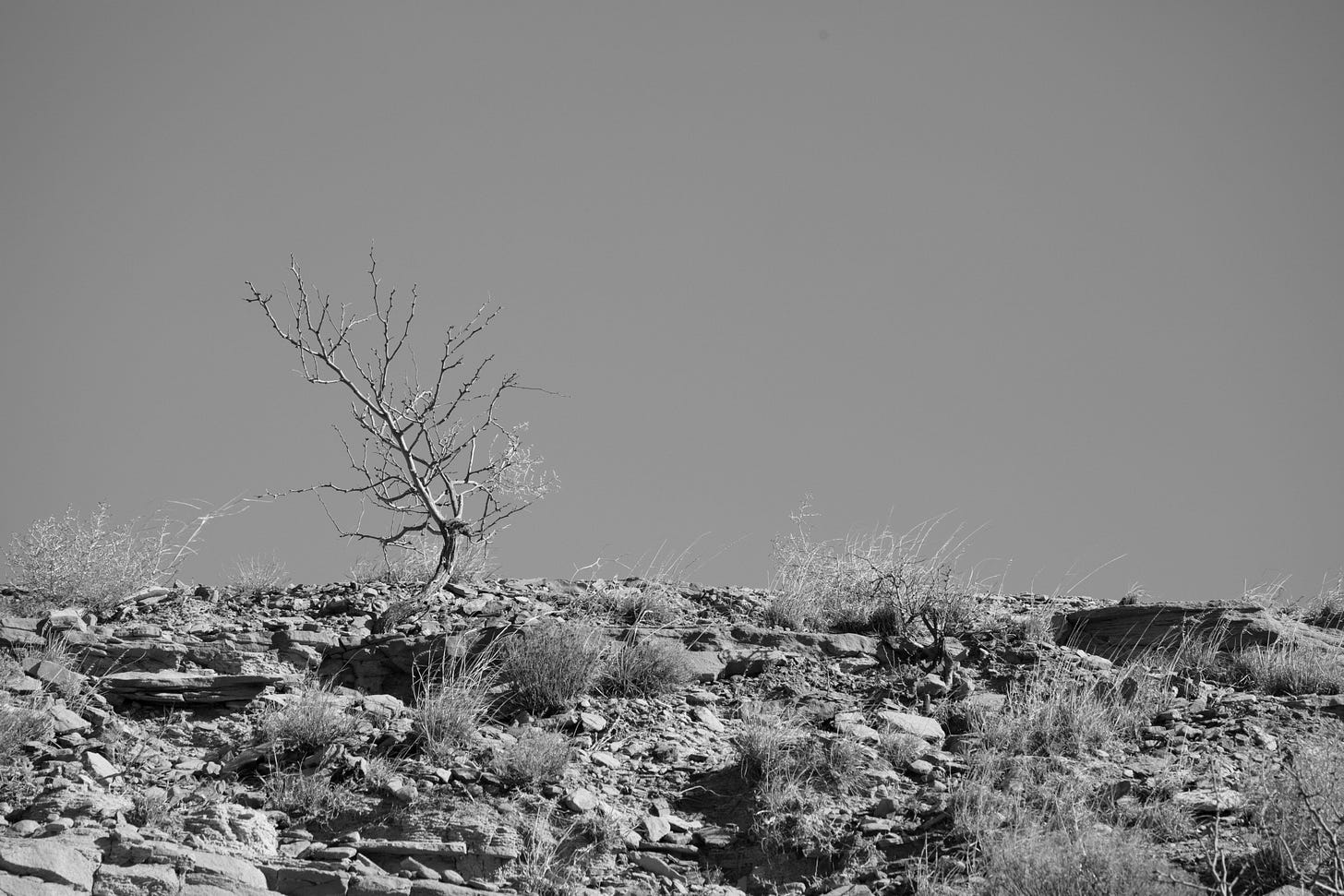 A black and white photo of the same section of the Goodnight Peak Loop, looking up at the small, bare tree atop the rocks.