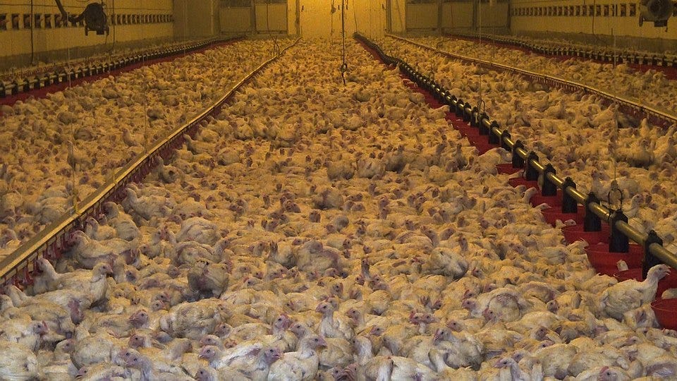 File:Poulets d'élevage intensif.jpg File:Poulets d'élevage intensif.jpg