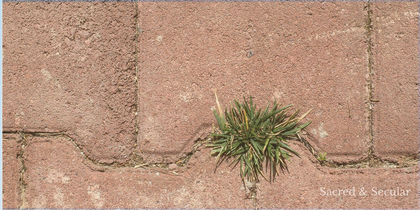 A small clump of green weeds growing through the cracks between weathered patio slabs, illustrating how life can emerge in overlooked and unexpected places. A small clump of green weeds growing through the cracks between weathered patio slabs, illustrating how life can emerge in overlooked and unexpected places.