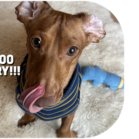 How much should I feed my dog? A simple feeding guide.