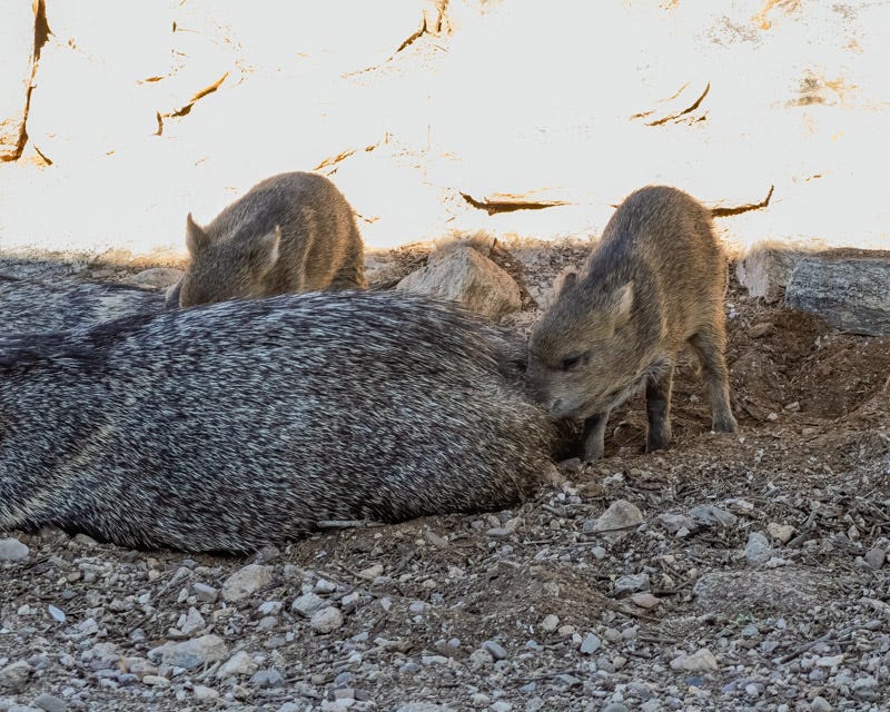 20251207-MBYJavelina-64-Edit.jpg 20251207-MBYJavelina-64-Edit.jpg