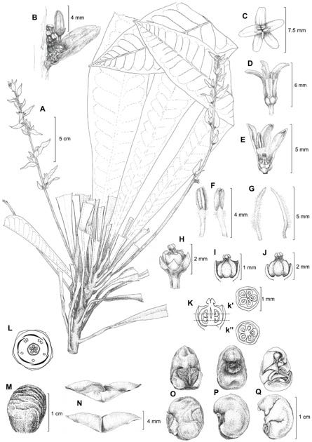 Uma prancha de desenho botânico em preto e branco com fundo claro, cheia de detalhes técnicos da planta Conchocarpus piranii. No centro há o desenho completo da planta com suas folhas e hastes, identificada pela letra A. Ao redor, várias letras de B a Q mostram esquemas ampliados e cortes anatômicos de partes específicas, como flores, pétalas, estames, óvulos, frutos e sementes, acompanhados de escalas em milímetros e centímetros Uma prancha de desenho botânico em preto e branco com fundo claro, cheia de detalhes técnicos da planta Conchocarpus piranii. No centro há o desenho completo da planta com suas folhas e hastes, identificada pela letra A. Ao redor, várias letras de B a Q mostram esquemas ampliados e cortes anatômicos de partes específicas, como flores, pétalas, estames, óvulos, frutos e sementes, acompanhados de escalas em milímetros e centímetros