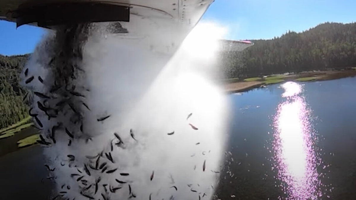 fishdrop