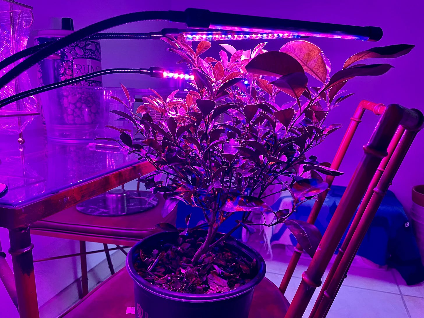 Image description: Photo of calamansi lime tree under purple grow lights. End image description.
