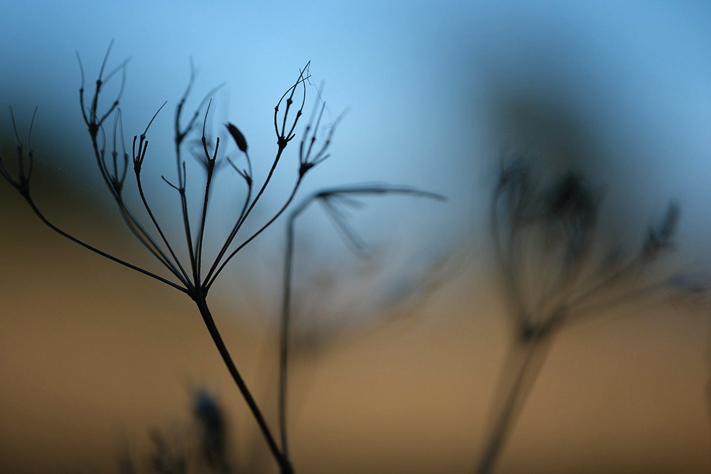 The skeletal seedheads of cow parsley draw dark lines against blue sky and ochre grassland