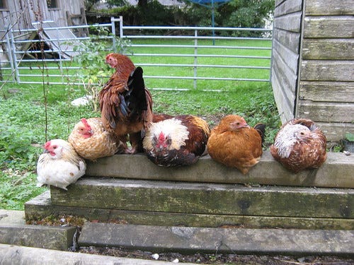 Photo of chickens roosting Photo of chickens roosting