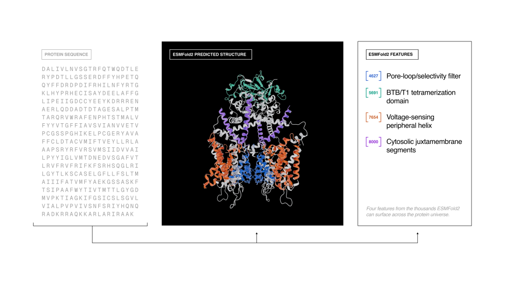 Biohub releases a world model of protein biology Biohub releases a world model of protein biology