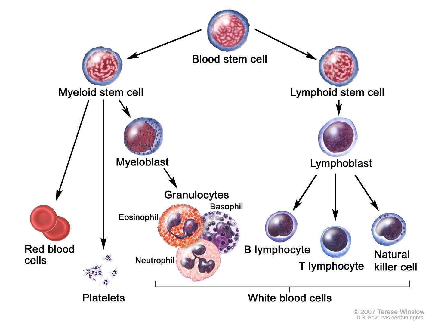 A chart from the cancer.gov website showing different types of blood cells starting at blood stem cells and how it breaks up from there. the website text lists it as such A type of blood cell that is made in the bone marrow and found in the blood and lymph tissue. White blood cells are part of the body’s immune system. They help the body fight infection and other diseases. Types of white blood cells are granulocytes (neutrophils, eosinophils, and basophils), monocytes, and lymphocytes (T cells and B cells). Checking the number of white blood cells in the blood is usually part of a complete blood cell (CBC) test. It may be used to look for conditions such as infection, inflammation, allergies, and leukemia. Also called leukocyte and WBC.