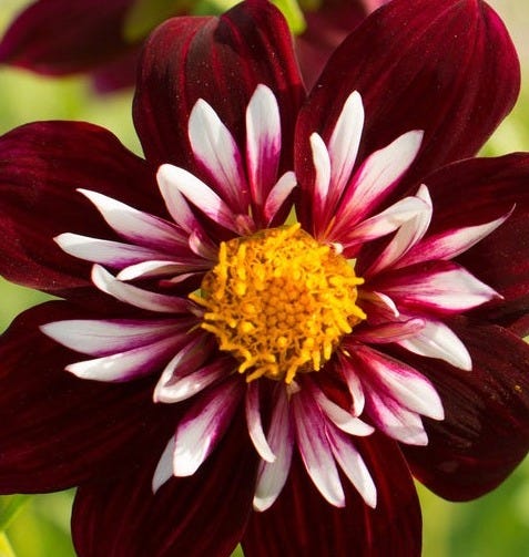 Dahlia 'Night Butterfly'