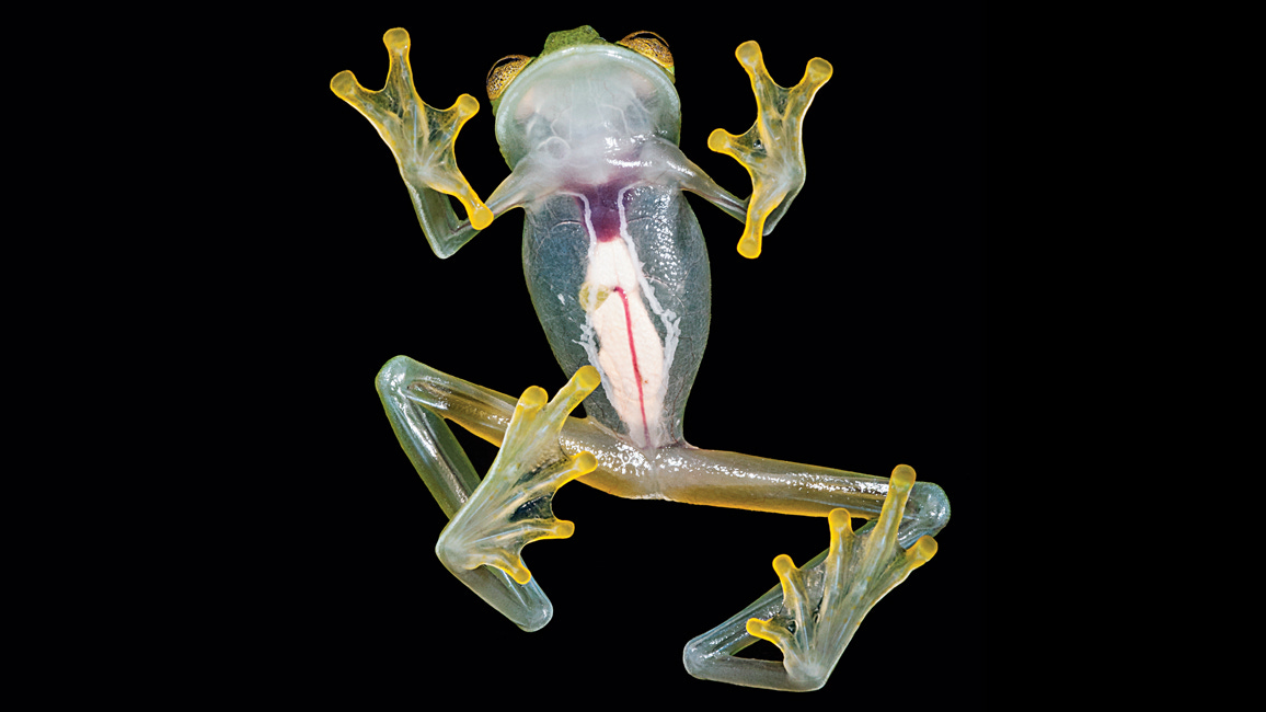 Glass Frogs