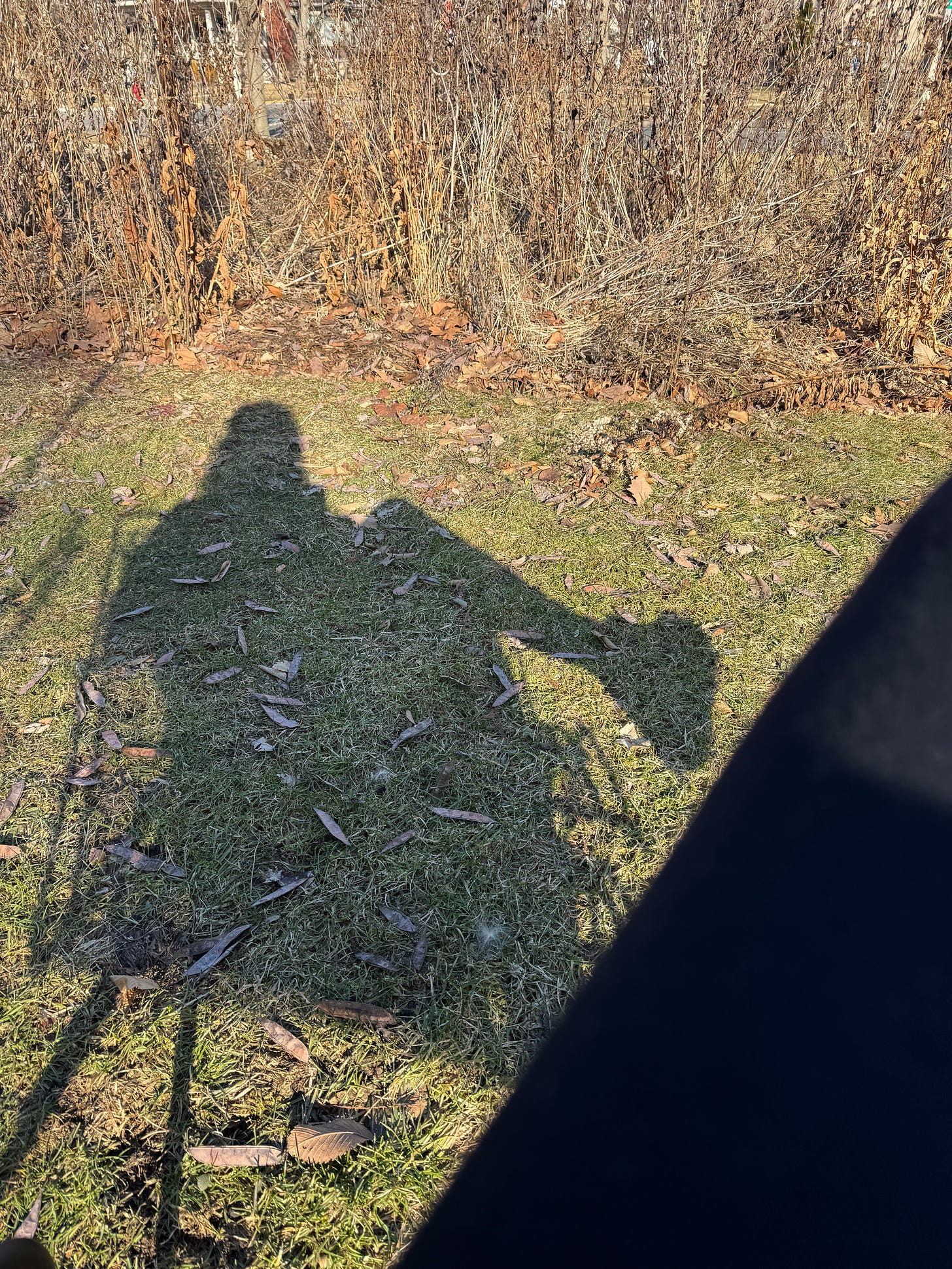 a photograph of my shadow on my front lawn. I'm seated, with my legs crossed. the withered remains of the prairie line the top of the photo. a photograph of my shadow on my front lawn. I'm seated, with my legs crossed. the withered remains of the prairie line the top of the photo.