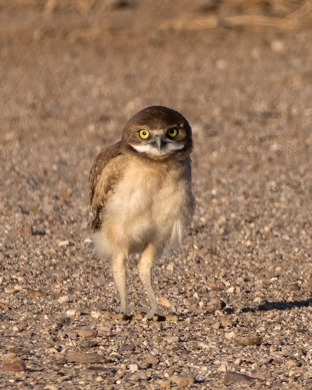 20250725-Marana-113-Edit 2.jpg 20250725-Marana-113-Edit 2.jpg