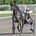 Horse Racing Fans's avatar