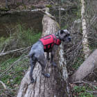 Reborn in the Stillness: A Journey of Awakening and Surrender