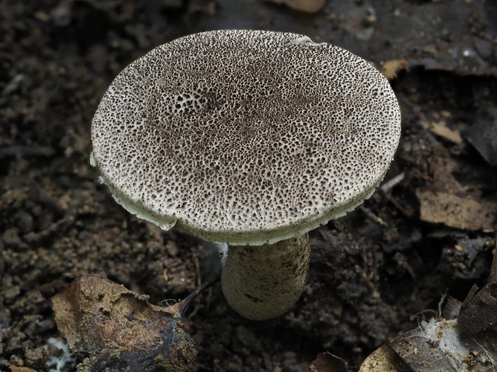 red staining bolete