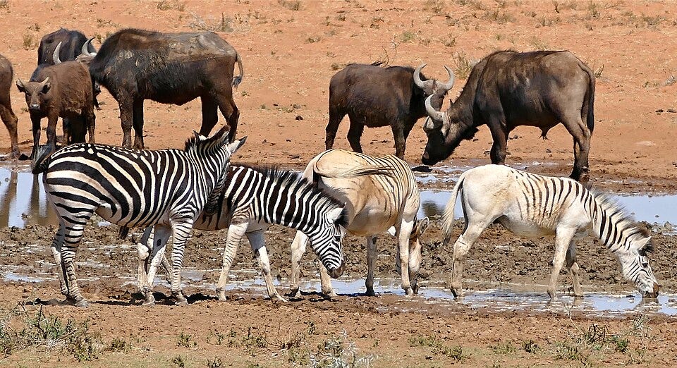 File:Buffaloes and Plains Zebras (Equus quagga burchellii) one of them presenting an extreme reduction of the "zebra" pattern ...... (32309547213).jpg