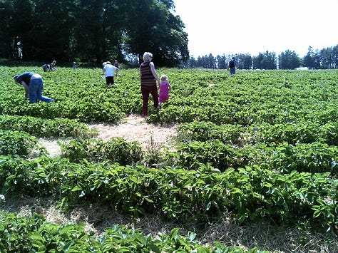 Pictures of strawberries grown in fields and strawberries being picked