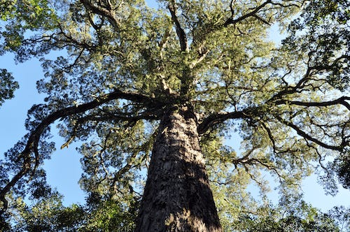 large tree with spreading branches large tree with spreading branches