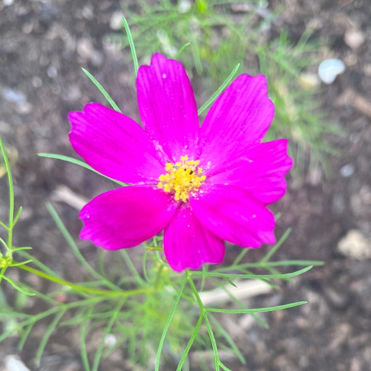 Ellie's Untitled Garden Project