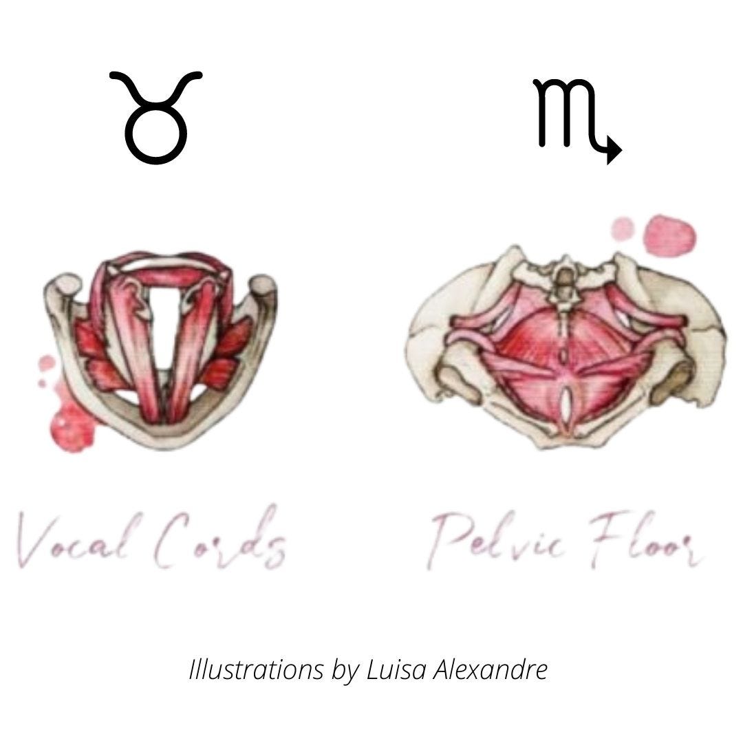 Illustration demonstrating the similarities between the vocal cords and pelvic floor muscles