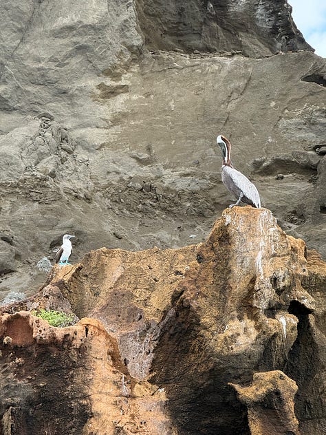 Animal pictures from the Galapagos