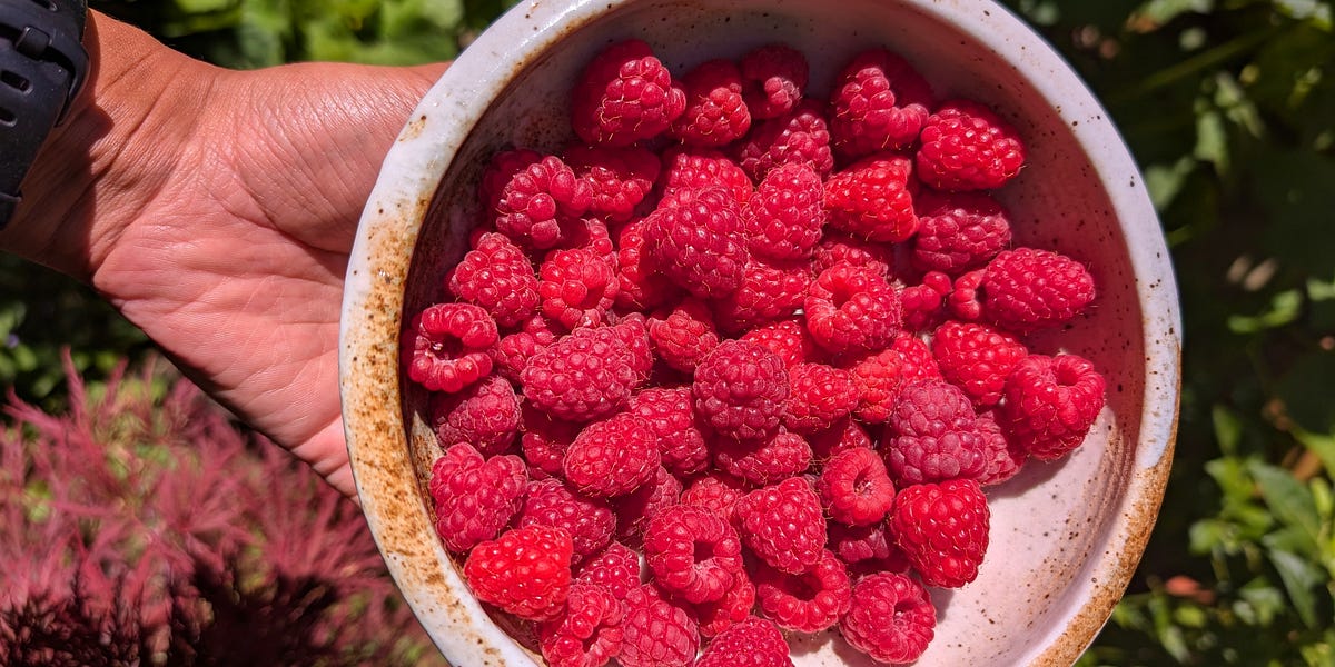 How to grow kilos of raspberries