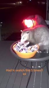 Possum Scared Halloween Candy | TikTok